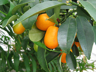 Small bright orange kumquat fruit on the tree