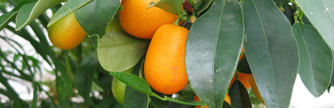 Kumquats on the tree