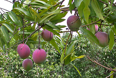 Mangoes on tree
