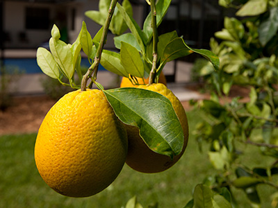 Large yellow Meyer lemons on the tree