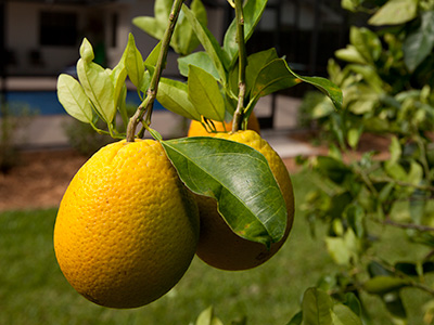 large green citrus fruit