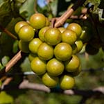 Cluster of round green grapes