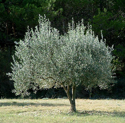 Frugt oliventræ tid