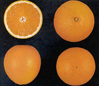 Ambersweet oranges
