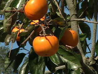 Japanese persimmons on tree