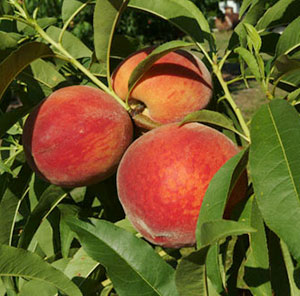 Peaches on tree