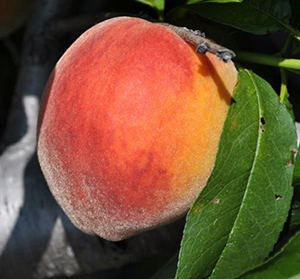 UF2000 peach