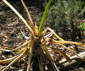 A cold damaged pineapple plant with dropping brown leaves