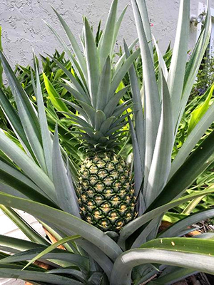 A large pineapple fruit still on the plant