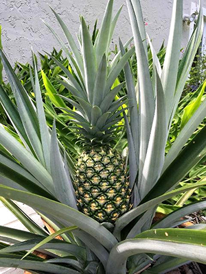 Hiel Hoofdkwartier geduldig Pineapple - Gardening Solutions - University of Florida, Institute of Food  and Agricultural Sciences