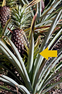 A pineapple plant with what looks like a smaller pineapple plant growing amongst its leaves