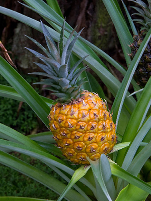 A beautiful golden pineapple fruit ready for harvest