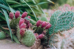 Cactus plant with flat paddle shaped leaves and long spines, plus magenta colored fruits on the tips of some leaves