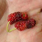 Two berries resembling extra long raspberries