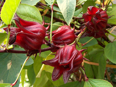 Red, flower-shaped fruit of roselle.