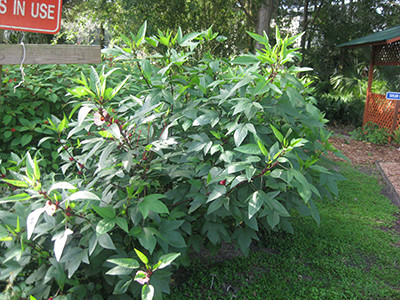 roselle plant growing