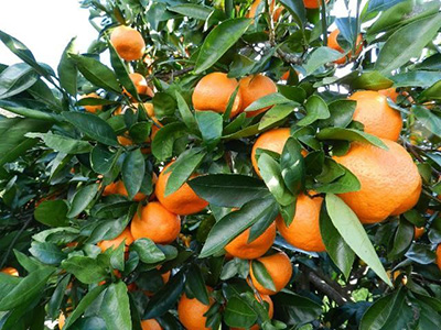 Shiny orange citrus fruit on the tree