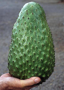 Hand holding green fruit resembling large bumpy avocado