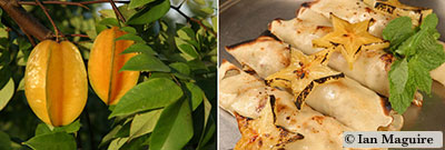 Two photos, one showing ripe star fruit on the tree, and the other showing star-shaped grilled slices of the fruit atop what appears to be enchiladas.  Both photos courtesy of Ian Maguire, UF/IFAS.