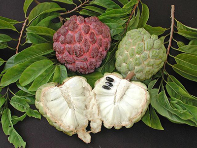 Pink fuzzy fruit shaped much like a giant raspberry with another greener one split open to reveal white segments with black seeds