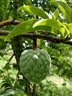 A fuzzy lumpy green sweetsop fruit on the tree