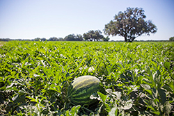 A watermelon in a field under a blue sunny sky