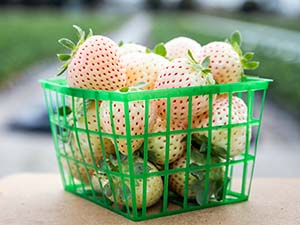 Pale pink almost white strawberries with red seeds in green plastic basket