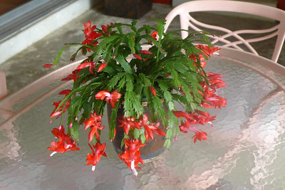 Christmas cactus with red flowers on a glass patio table