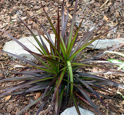 Dracaena marginata growing outdoors
