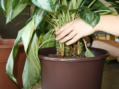 How temperature effects houseplants