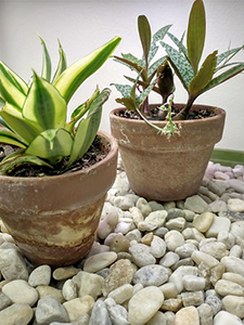 Two potted plants on white pebbles