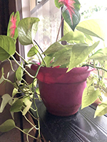 Potted plant on windowsill