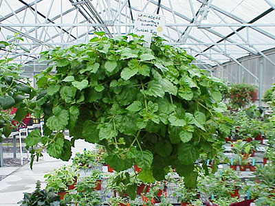 Swedish ivy in hanging basket