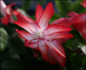 Red flower of the Christmas cactus