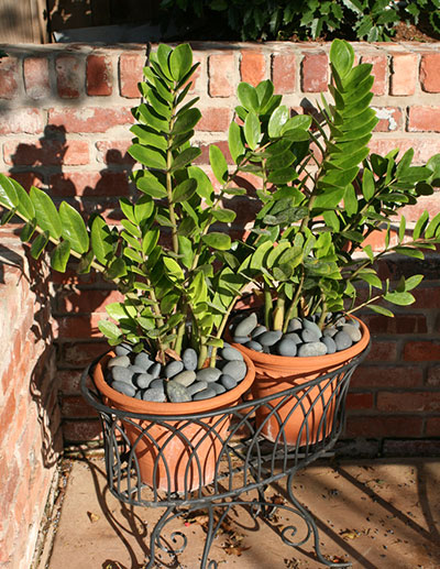 ZZ Plant - Gardening Solutions - University of Florida, Institute of