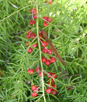 Delicate needle like green leaves and red berries
