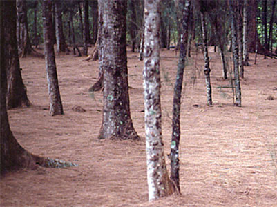 Australian pines