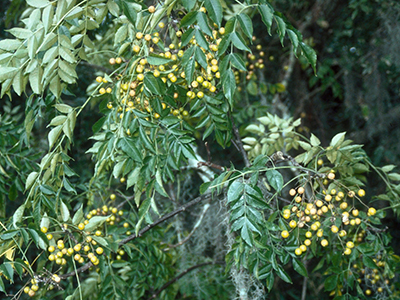 Chinaberry tree