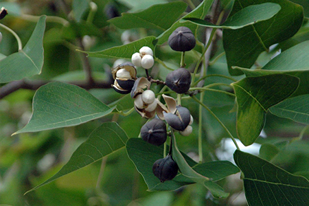 Black hulls pop open to reveal white fruit that resemble kernels of popped corn