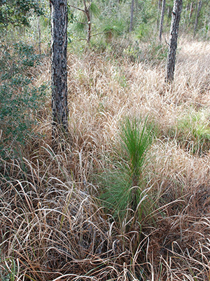 Tall dead grass choking out young pine saplings