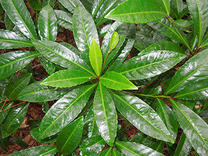 The bright green glossy foliage of coral ardisia