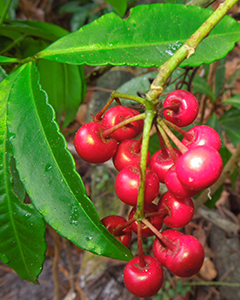 The bright red fruit of coral ardisia