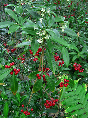 A leggy plant with red berries