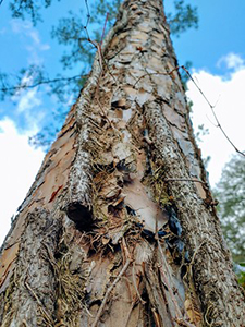 A clearly dead cut vine on a pine tree