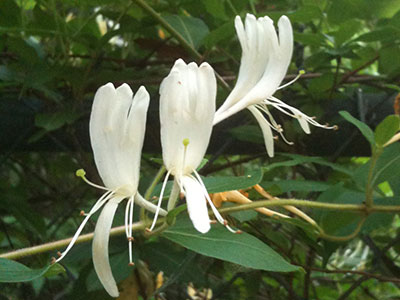 japanese honeysuckle vine