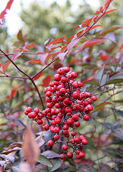A cluster of bright red berreis
