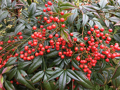 Plant with dark green pointed leaves and cluster of red round berry-like fruits