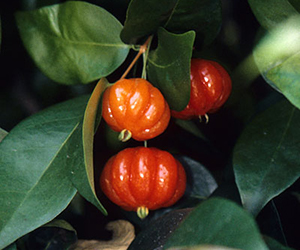 Reddish orage berries that resemble tiny little pumpkins