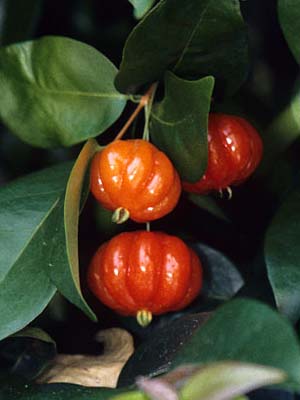 Surinam cherry berries