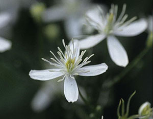 Sweet autumn clematis flower